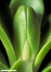Veronica murrellii. Leaf bud with acute sinus. Scale = 1 mm.
 Image: W.M. Malcolm © Te Papa CC-BY-NC 3.0 NZ